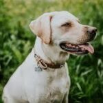 a dog sitting in the grass