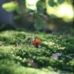 Shilajit benefits for dogs